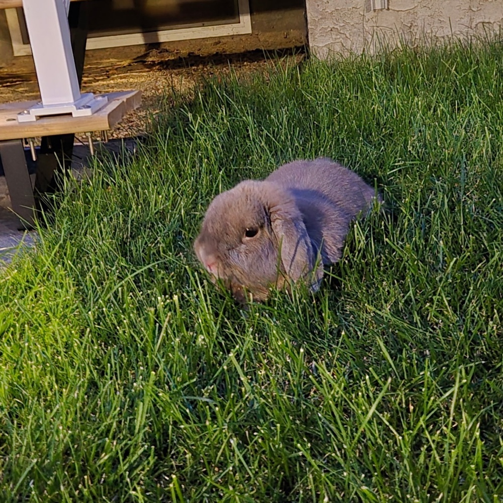 Meet your Posher, Isabella